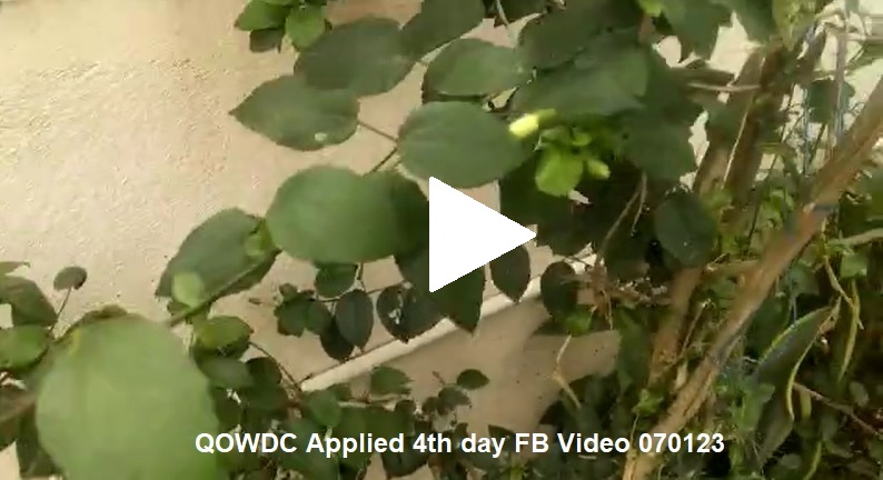 QOWDC Applied 4th day FB Video 070123