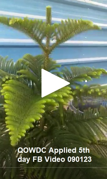 QOWDC Applied 5th day FB Video 090123