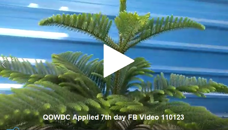 QOWDC Applied 7th day FB Video 110123