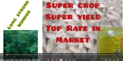 Super Yield High Price Hindi FB Video 29012023