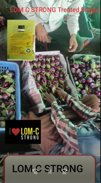 LOM C Applied Brinjal Yiedl Video 2722