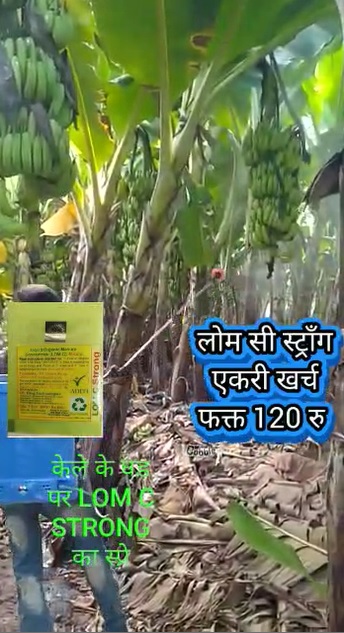 LOM Mix Spraying on Banana Video 30722