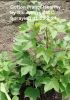 Cotton plants Healthy FB Video 25724