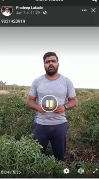 Chilli Very High Yield Hindi FB Video 01032023