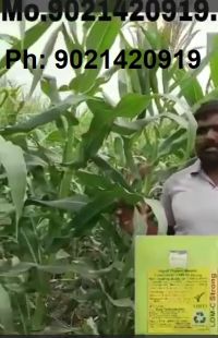 Corn grow 10 Feet Hindi FB Video 16032023
