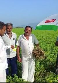 Groundnut Very High Yield Hindi Rj FB Video 01032023