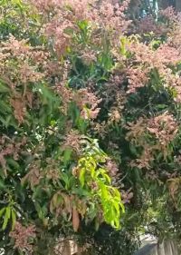 Mango High Flowering FB Video 01032023