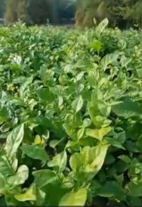 Mongra Jasmin Excellent Results Hindi FB Video 14032023