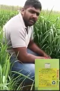 Paddy lush growth Hindi FB Video 01032023
