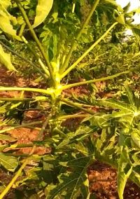 Pappaya Virus Curing by LOM C Kannada FB VIdeo 05032023