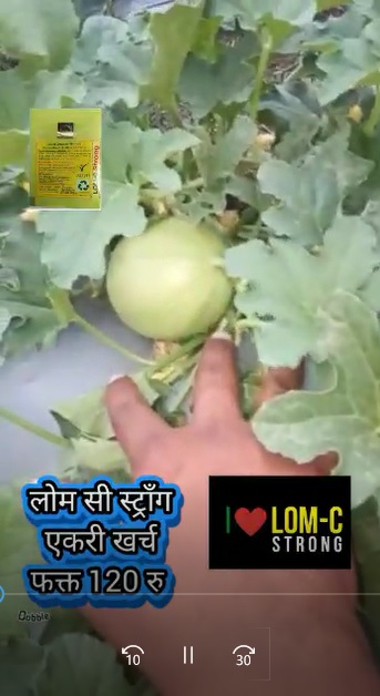 Musk Melon very Healthy FB Video 27522