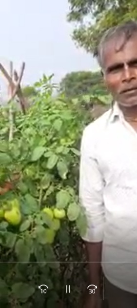 Tomoato Very High Yield FB video 27522