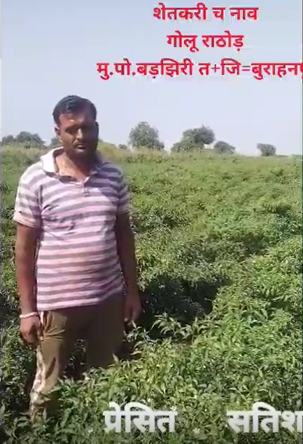 Chilli fully cured FB Video 1 11 21