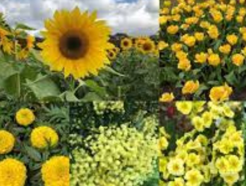 Floriculture FB video 16 12 21