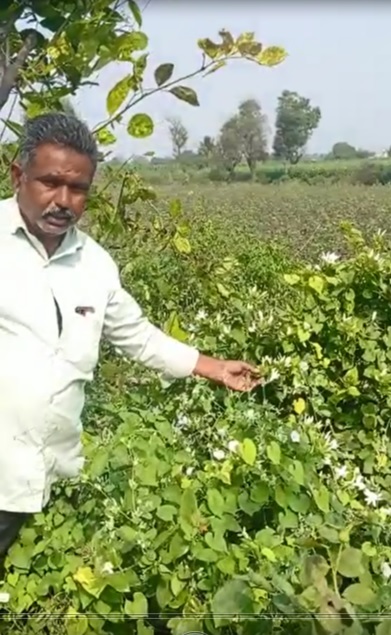 Good results in jasmin FB Video 16 12 21