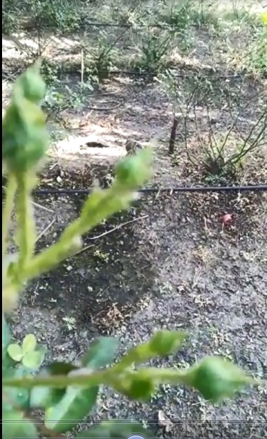 Rose FB Video 29 12 21