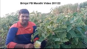 Brinjal FB Marathi Video 201122