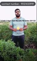 Chilli V High Yield Marathi FB Video 201122