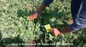 Peas V Good Hindi FB Video from MP dt 231122