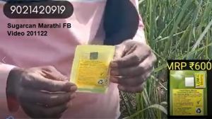 Sugarcan Marathi FB Video 201122