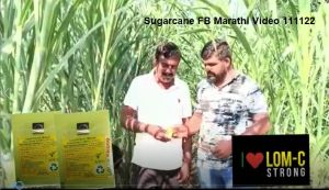 Sugarcane FB Marathi Video 111122