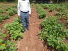 Brinjal Gujarat Agri Scientist Feedback