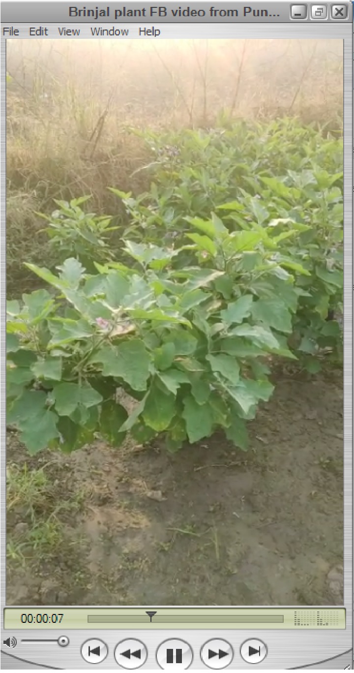 Brinjal Farmer Feedback from Punjab