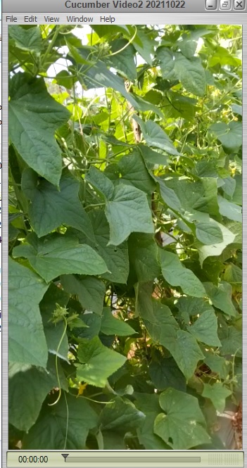 Cucumber 3 days after Sprayed not Sprayed Hindi Feedback
