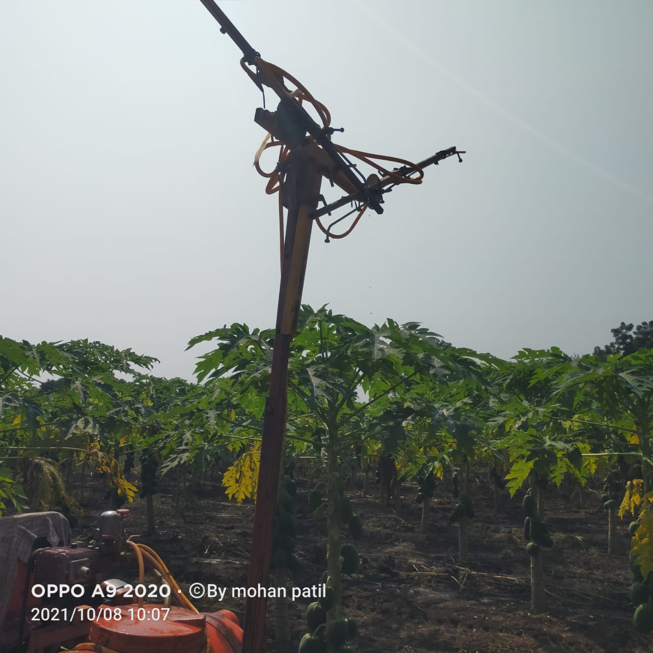 Papaya Spraying Video