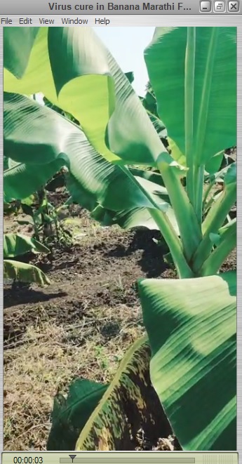 Virus cure in Banana Marathi Feedback Video