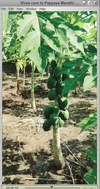 Virus cure in Pappaya Marathi Feedback Video