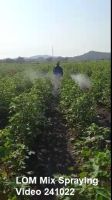 LOM Mix Spraying Video 241022