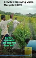 LOM Mix Spraying Video Marigold 31022