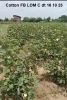 Cotton Feedback video LOM C dt 16 10 23