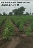 Marathi Farmer Feedback for LOM C dt 14 10 23a