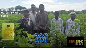 Brinjal High growth Marathi FB Video 25922