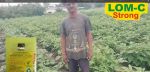 LOM C Excellent Hindi FB Video Brinjal 15923