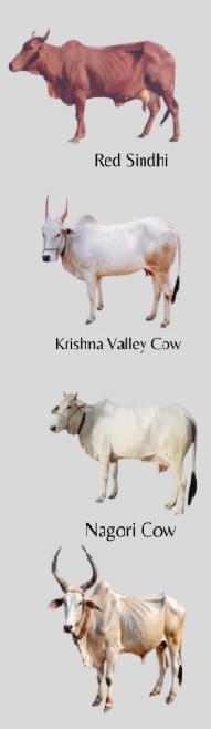 Cows in India 3