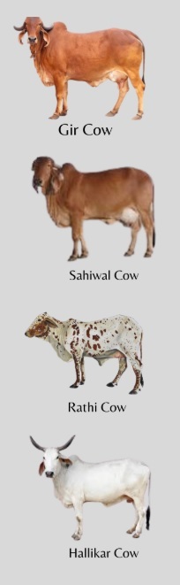 Cows in India 1