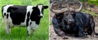 Cow & Buffalo photo
