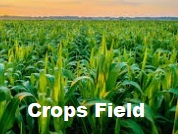 crops