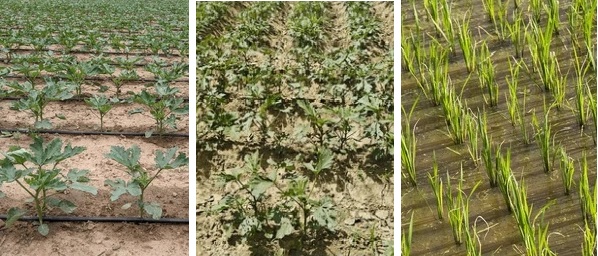 6 or 7 or 10 inches crops