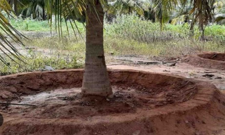 Drenching around trees5