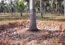 Drenching around trees4