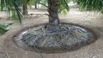 Drenching around trees2