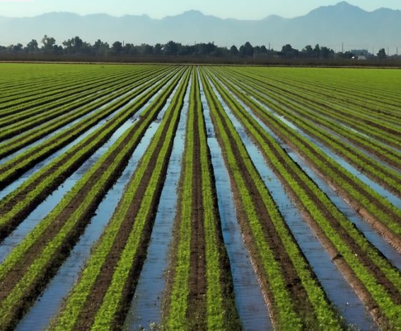 irrigated field