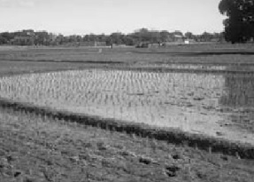 irrigated field