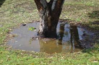 Watered tree