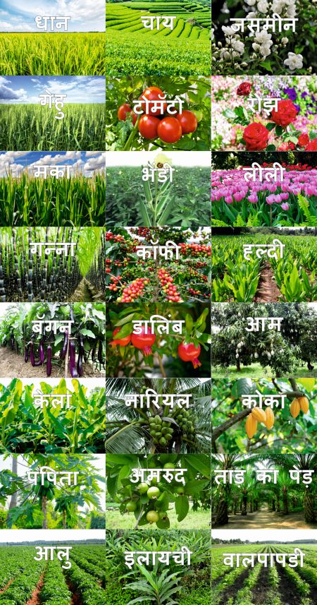 Hindi LOM Plants 20 3 22s