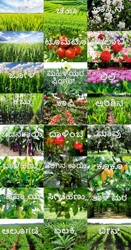 Kannada plants